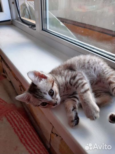 Кошка в дар