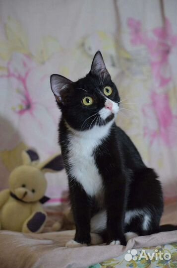 Кира ищет дом