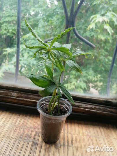 Субхастатум, Хастатум, Фиш Бон