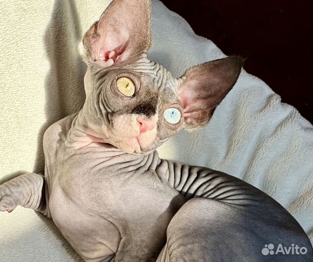 Канадский сфинкс котенок