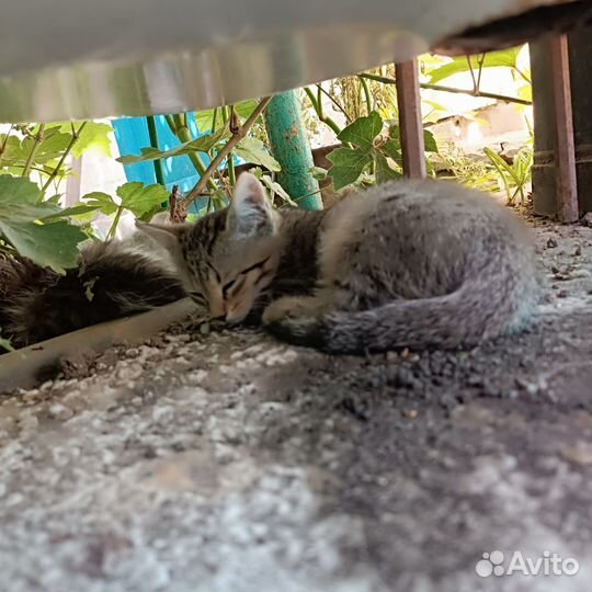 Отдам в добрые руки