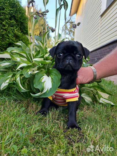 Щенки мопса мальчик