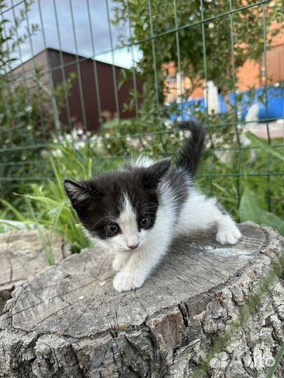 Котята черно-белые