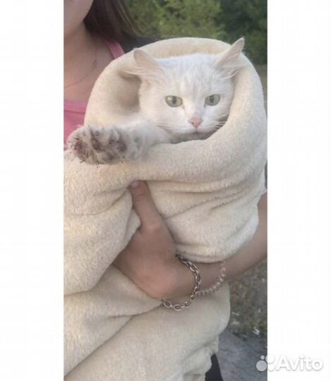 Кошка в добрые руки