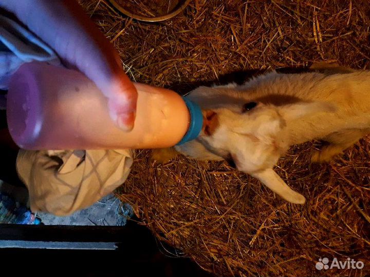 Козочки на выбор