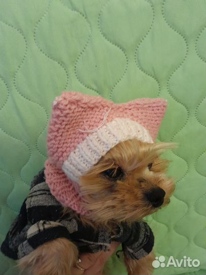Шапочка для маленькой собаки