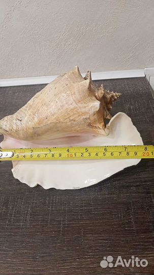 Продам ракушку
