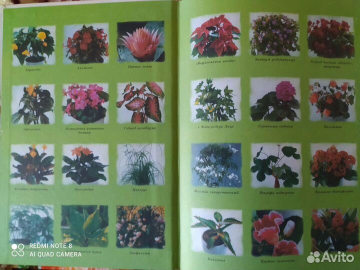 Энциклопедия комнатных растений