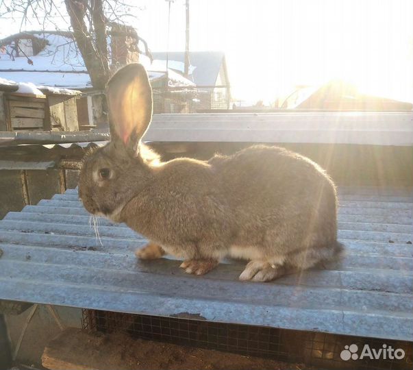 Кролики мясных пород