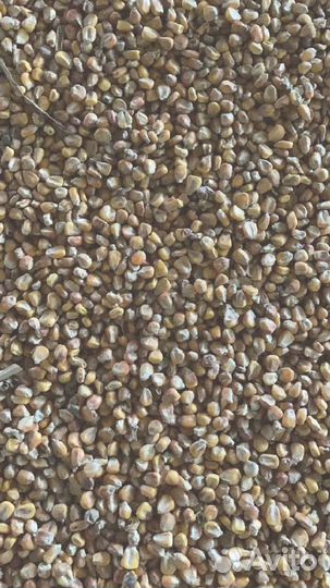 Кукуруза свежий урожай