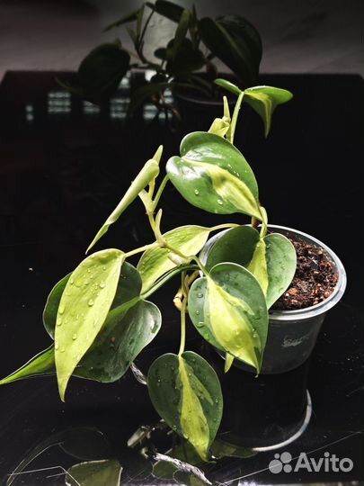 Филодендрон, нефролепис