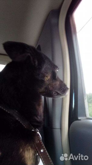 Услуги по выгулу собак Присмотр за растениями и тп