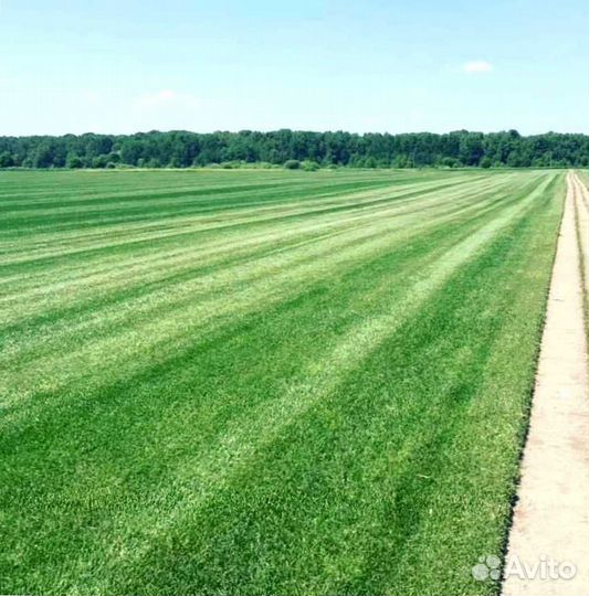 Рулонный газон