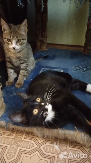 Котёнок мальчик