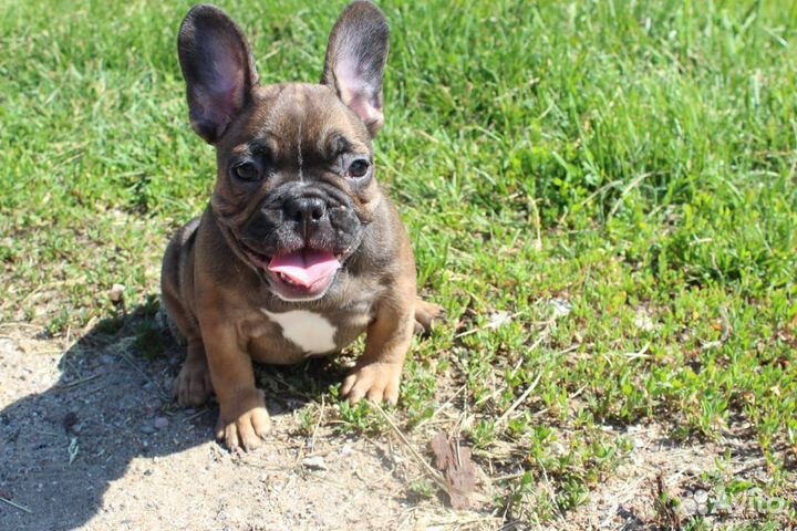 Французский бульдог щенки