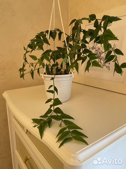 Хойя Белла с бутонами