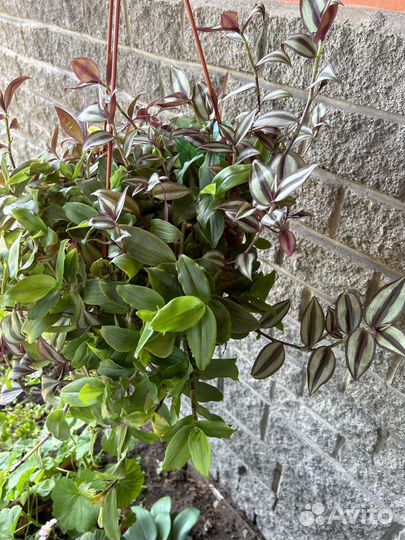 Традисканции