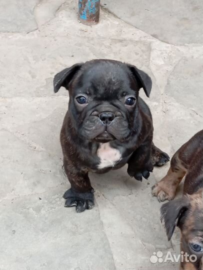Французский бульдог щенки