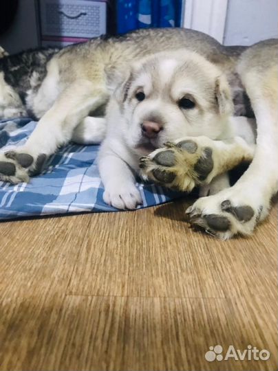 Щенок волчицы