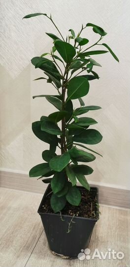 Фикус мокламе