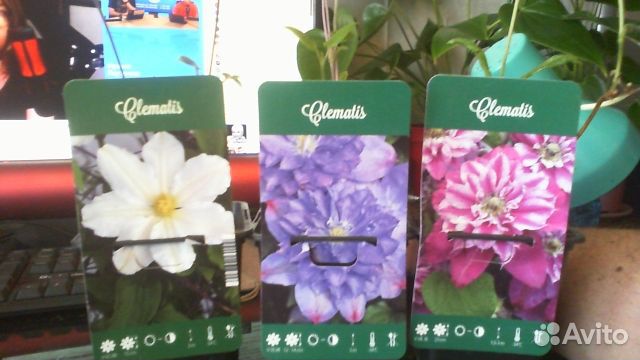 Клематис 