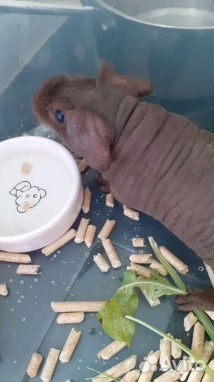 Морская свинка скинни