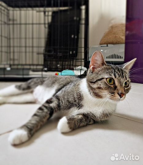 Кошка молодая ищет дом бесплатно