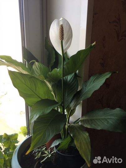 Спатифиллум