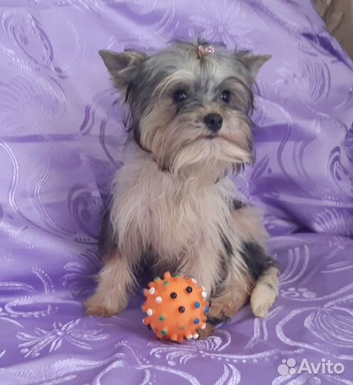 Йорки, Голддаст, Бивер,Шоколад