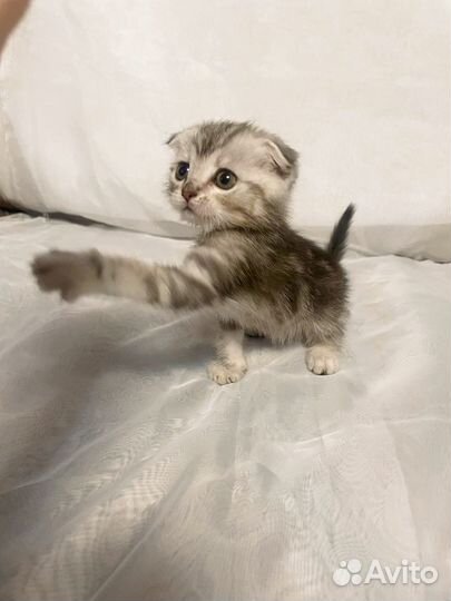 Шотландская