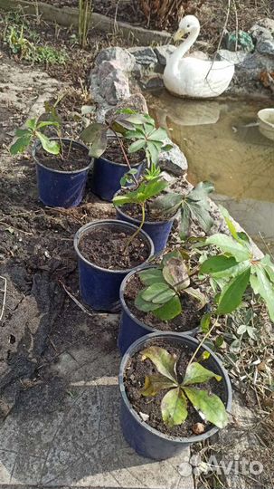 Морозник (белый)