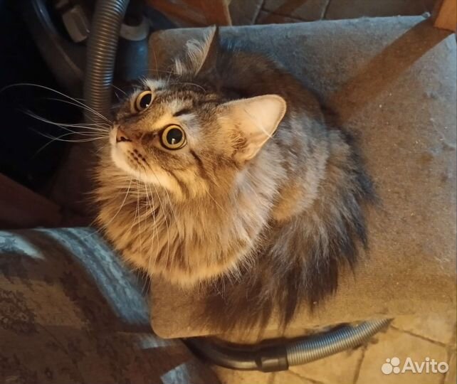 Очаровательная кошечка ищет себе хозяина