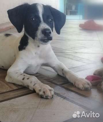 Вислоушка ) в добрые руки