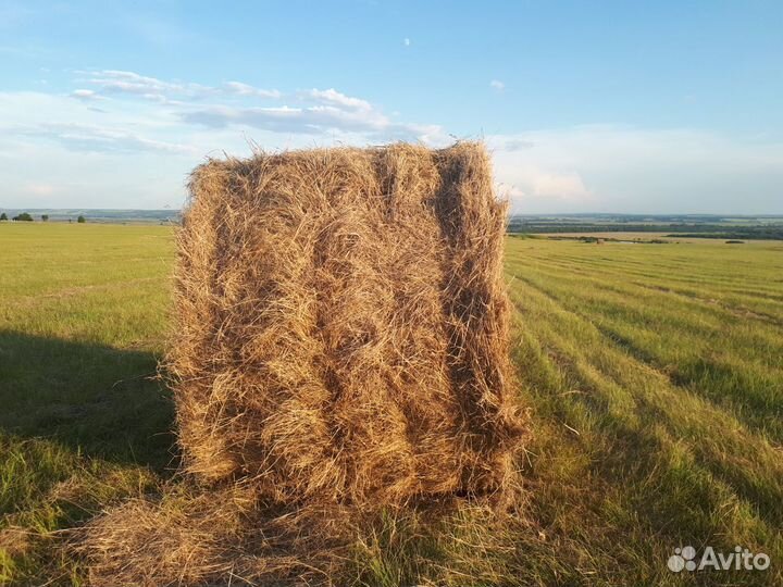 Сено в рулонах костёр прф 145