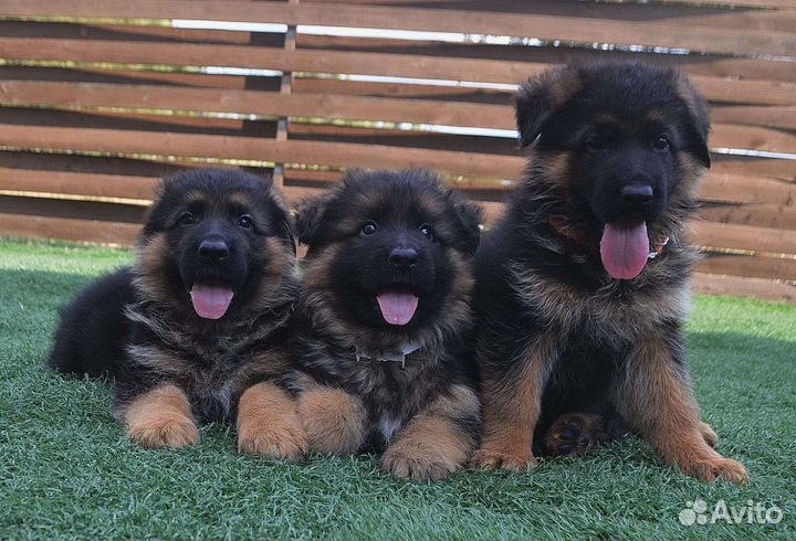 Немецкая овчарка