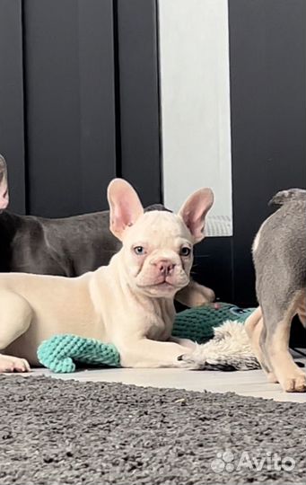 Французский бульдог платинум с голубыми глазами
