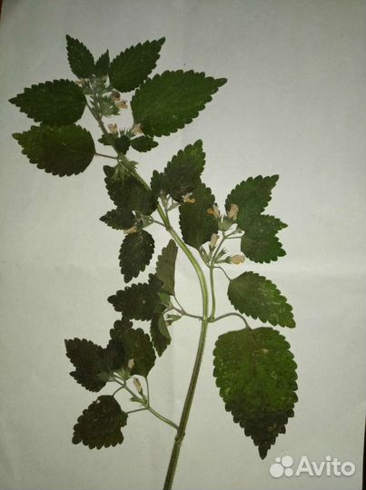 Гербарий любых растений