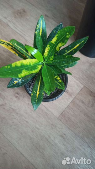 Плющ Хедера, Кротон,Эсхинантус мраморный