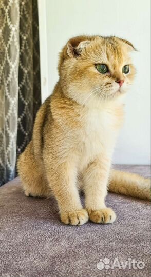 Шотландский котенок-девочка
