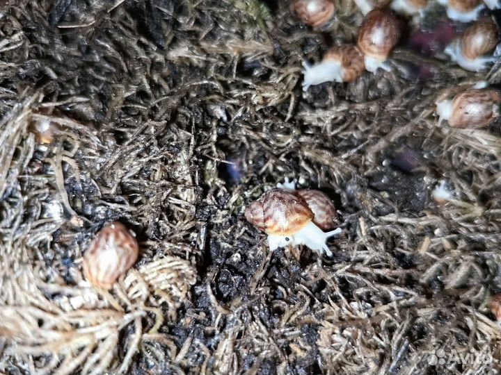 Улитки ахатина тигр Альбино