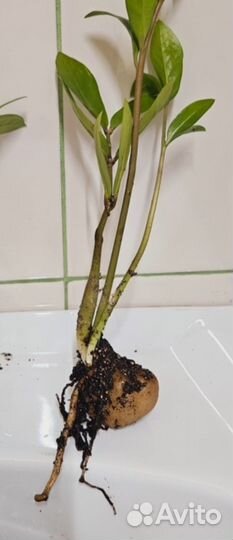 Замиокулькас