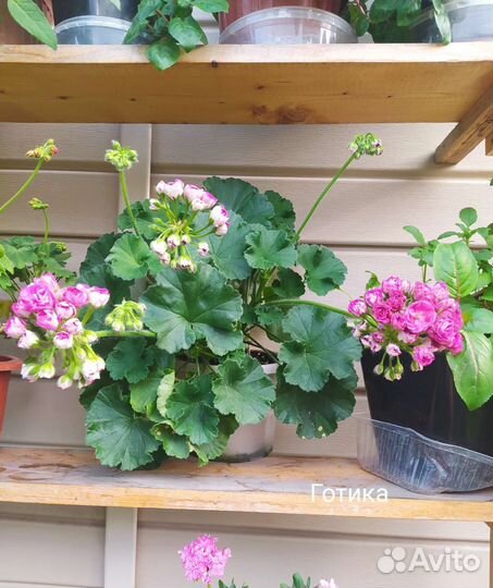 Пеларгонии сортовые