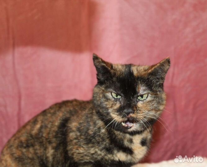 Кошка в дар