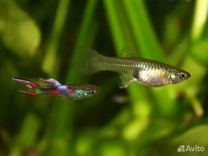 Гуппи, корм для рыбок