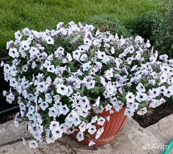 Петунии Тайдал и Опера