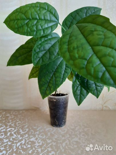 Клеродендрум Томсона