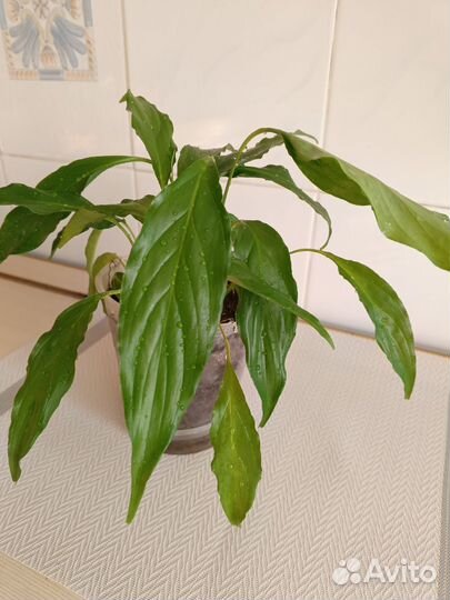 Спатифиллум(женское счастье)