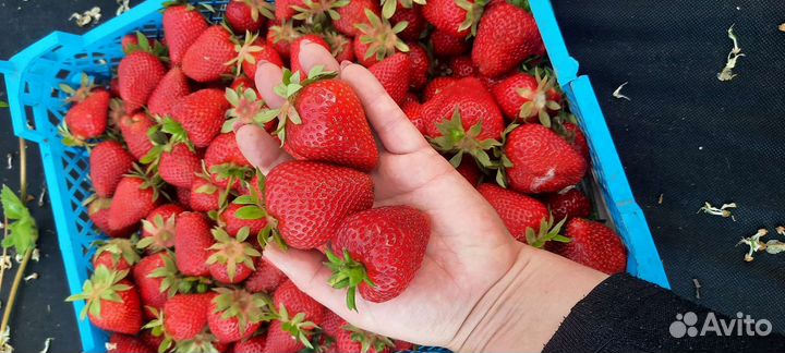 Рассада клубники Крапо 10