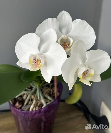 Орхидея белая