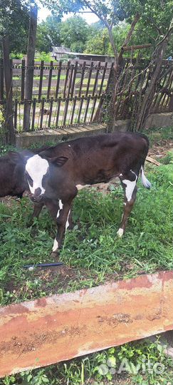 Телята бычки